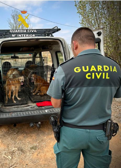 La Guardia Civil rescata una treintena de perros abandonados en Mula y Pliego